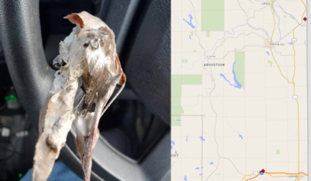 Browntail moth winter web and recent mapped locations of Aroostook County web discoveries. (Photo courtesy Maine Department of Agriculture, Conservation and Forestry)