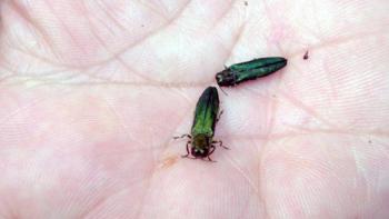 Emerald ash borer. (Photo courtesy Maine Department of Agriculture, Conservation and Forestry)