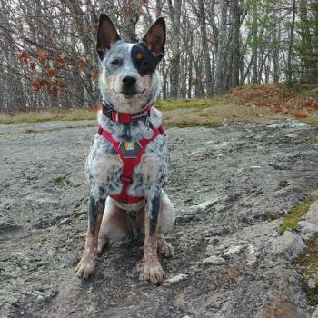 “Ace,” said Robin Harlow. “Best dog evah!” Ace was adopted four years ago, arriving in Maine from Mississippi, a rescue.