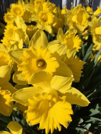 daffodils