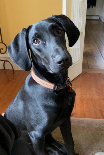 Hello I’m Walter. I’m 11 months old and love to run, wrestle, sniff and devour any stick that comes my way. Half lab /half hound – Who knows! I came from Mississippi, but Maine is a great place to live now with my adopted family. Maybe I’ll see you at the dog park in Camden.