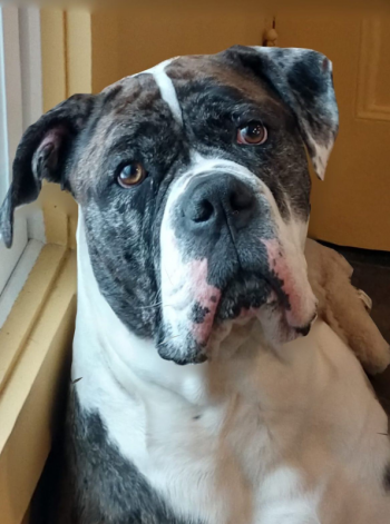 This is Jack, a 4-year-old, 100-pound Alapaha Blue Blood Bulldog. Said Seth Thayer: “We found him on Facebook and drove to Ohio to pick him up. We have a 5-year-old rescue Alapaha, as well, who has been with us for two years already and we knew we wanted another dog of the same breed. Jack lived most of his life in a crate for 12 hours a day while his humans were at work. The crate was too small and his hips never developed properly. Jack loves it in Maine. He gets to be with his humans most hours of the day, is never in a crate, and loves to swim! Jack is our third Alapaha Blue Blood Bulldog rescue, having four or first one at PAWS in Camden about 10 years ago.”