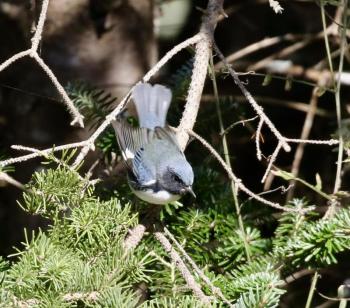 A black-throated blue warbler. (Photo by Eddy Edwards)