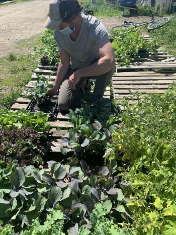 Farmer Antone prepares to distribute seedlings from Villageside Farm. (Photo courtesy Waldo County Bounty)