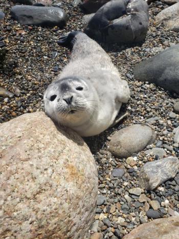 seal