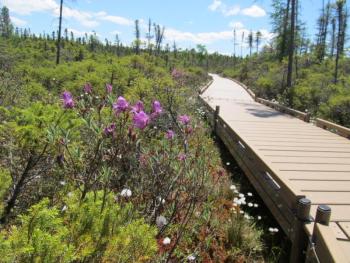 The forested trail opens up to the bog surrounded by scrubland and evergreens. Photo by Kay Stephens