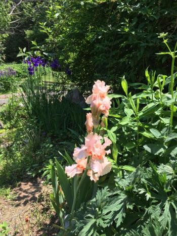 iris