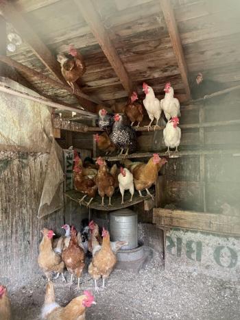 hens