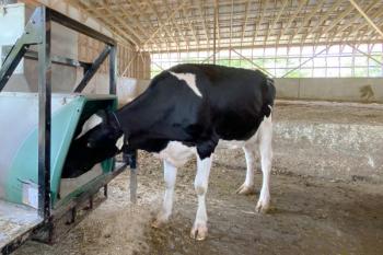 A cow at Wolfe's Neck Center for Agriculture & the Environment in Freeport, Maine, eats out of a special feeder designed to measure methane, a potent greenhouse gas. A new $5 million grant will support Bigelow Laboratory scientists’ research to reduce these emissions from cattle using an algae-based feed supplement. Courtesy of Bigelow Laboratory for Ocean Sciences