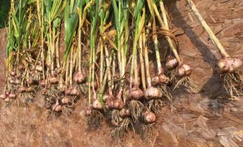 garlic