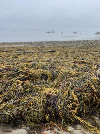 seaweed