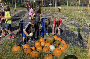 harvest