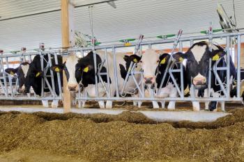 Cows at the Miner Institute in New York eat a mixed feed, balanced to meet their dietary needs. A new $10 million grant from the USDA, led by Nichole Price with Bigelow Laboratory and Colby College, will fund research into developing new algal-based supplements that could be added to feed to improve milk production and environmental sustainability. Photo by William H. Miner Agricultural Research Institute