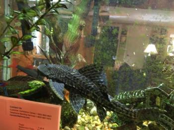 fish