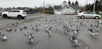 White pigeons and pigeons in flight. (Photo by Jane Schroeder)