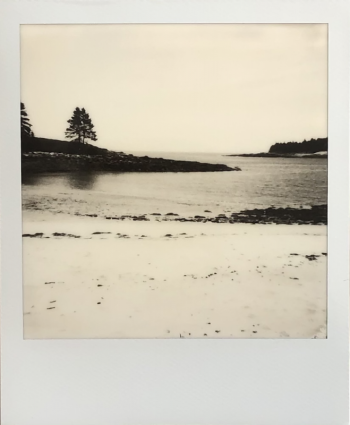 Island Pines by Brandon Simpson, Polaroid photo. Courtesy of Friends of Maine Coastal Islands Wildlife Refuge.