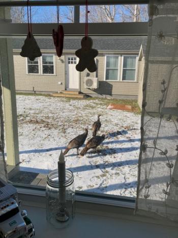 The 3 wild turkeys visit every day! (Photo by Jane Schroeder)