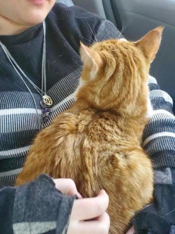 The cat snuggled with Kylli Gronros while waiting for its owner.