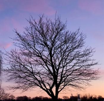Twilight. (Photo by Carolyn Kanicki)