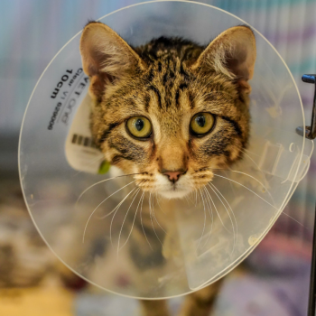Donut the cat on eight weeks of crate rest. (Photo courtesy Pope Memorial Humane Society)