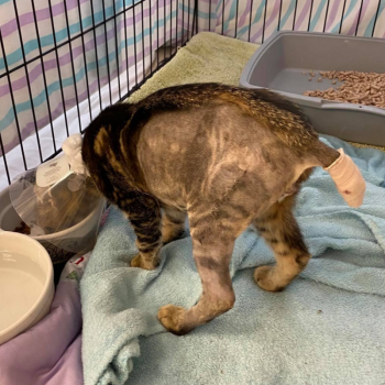 Donut needed follow-up care after being hit by a car. (Photo courtesy Pope Memorial Humane Society)