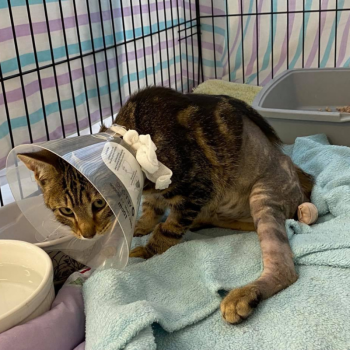 That care was available thanks to donor contributions to the Sherman Medical Fund. (Photo courtesy Pope Memorial Humane Society)