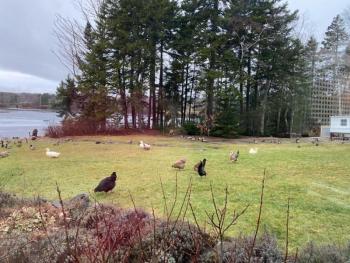 This the yard of Charly Haversat, where her domesticated chickens and ducks, some of whom she had – and considered as pets – were more than 7 years old. They have all been euthanized due to the possible spread of Avian flu through the domesticated flock. That threat arrived on wild ducks and geese that also landed at her salt pond, on the Atlantic flyway. (Photo by Kelsey Matheson)