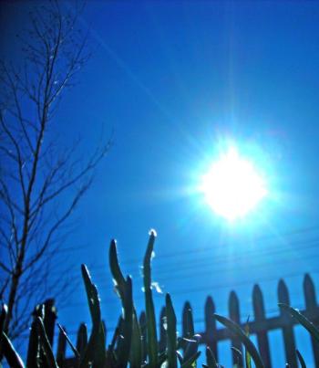 First Spring chives basking in the rays of a Zia sun. Rockland, Maine. March 29, 2022. (Photo by Maggie Trout)