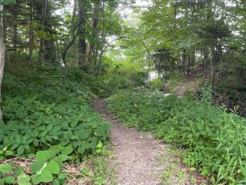 Harbor Road access point is a narrow scruffy path to the shore in June 2021. (Photo by Lynda Clancy)