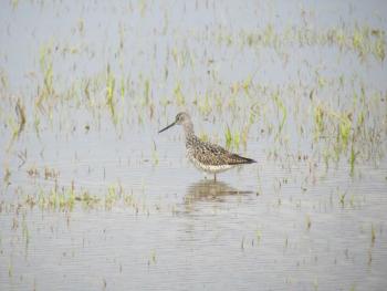#bird-column, #birds, #boothbay-register, #Jeff-and-Allison-Wells, #maine, #greater-yellowlegs