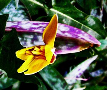 “Erythronium Americanum: Yellow Trout Lily, American Trout Lily, Eastern Trout Lily, Yellow Dogtooth Violet - although a misnomer; not a Viola. Native plant. Withstanding gusting winds in Rockland, Maine. The sole blossom in the colony. April 28, 2022 Photo by Maggie Trout.”