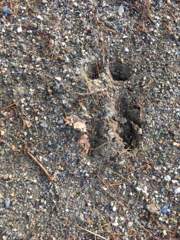 moose