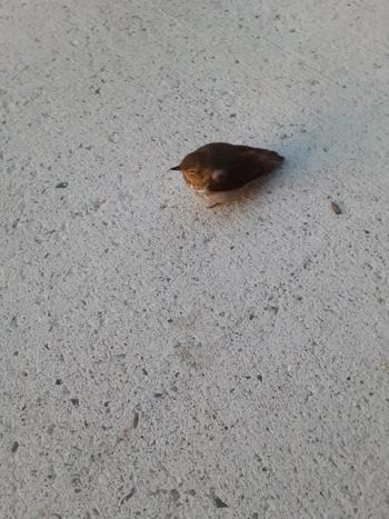 Bird on Elm Street. (Photo by Susan Kanellakis)