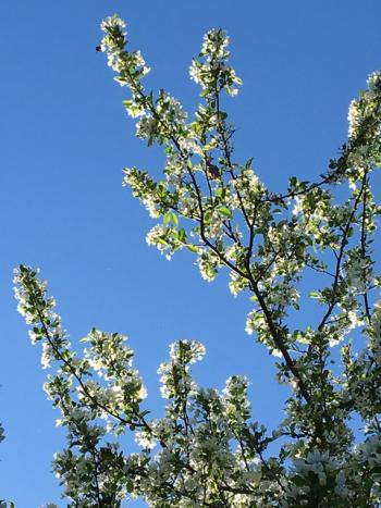 Penelope Olson, of Appleton, writes: The large old ornamental crabapple in my yard is putting on quite a show this spring. Wish I could record the sound of the bazilion bees in her branches. There is one at the bottom of the third photo.