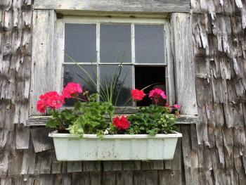 Geraniums, a ritual of spring.