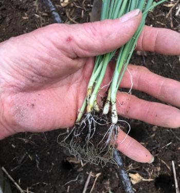 seedlings