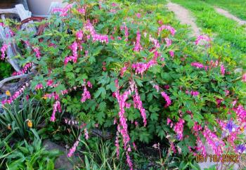 Bleeding heart. Southend Rockland. (Photo by Dru Woodman)