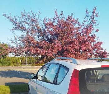 Reduce the chances of picking up browntail by avoiding parking and storing materials and equipment near infested trees. (Photo courtesy Maine Forest Service)