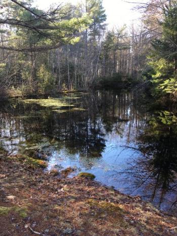 vernal pool