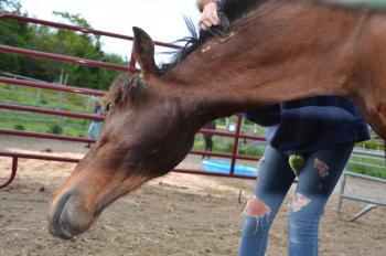 Apollo and Ava, May 31. (Photo by Lynda Clancy)