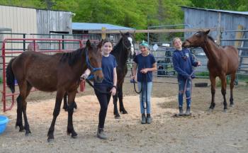 Tildy Stewart, with Mango; Liza Esancy and Jasper; and Ava, with Apollo, after an afternoon of braiding manes, practicing walking on the lead line, lifting hooves and training for future hoof-trimming, and generally hanging out with each other. (Photo by Lynda Clancy)