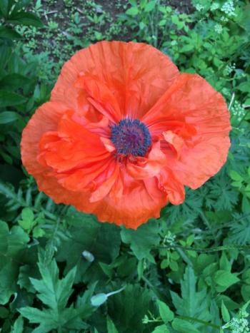 poppy