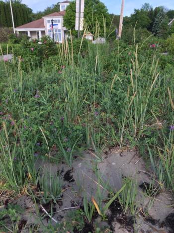 dune grass