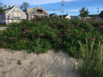 rugosa