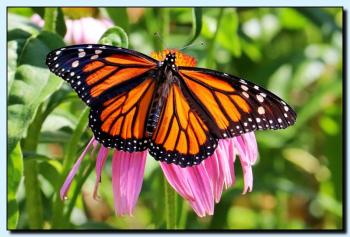 Picture of a monarch butterfly on mechanic Street in Rockport. (Photo courtesy James Car)
