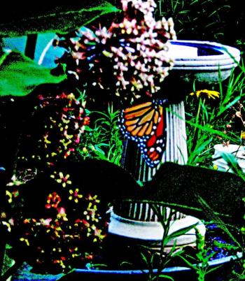 Monarch seeking succor in Rockland, Maine. July 2022. Photo by Maggie Trout)