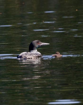 First loon baby of the summer on Megunticook. (Photo by Roger Wickenden)