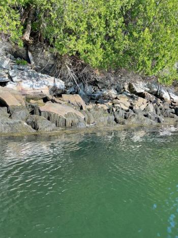 Britt Lundgren had the luck to see a small group of river otters playing in the rocks on the side of Penobscot Bay this past week. She was on her paddle board July 13, just south of Saturday Cove in Northport. “There seemed to be 4 or 5 of them but I never managed to get more than one in a photo at a time,” she said.