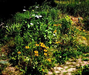 Self-seeded Black-eyed Susan, (Rudbeckia hirta)' Queen Anne's Lace, (Daucus carota); and the intensely-perfumed Common Milkweed, (Asclepias syriaca). Surviving the drought without watering. Rockland, Maine. July 26, 2022. (Photo by Maggie Trout)
