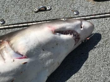 Sand tiger shark caught on Marsh River Aug. 25. Courtesy of Dean Krah